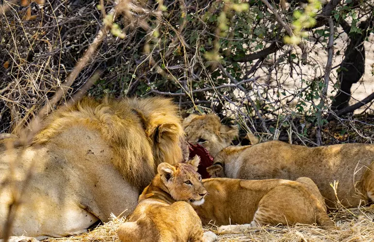 3 days to Tarangire, Ngorongoro, and Manyara for a lion safari