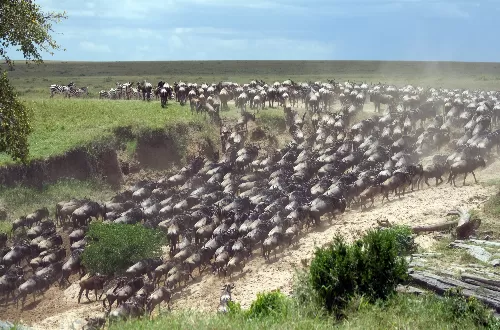 Best Serengeti safari tours Best Serengeti safari tours