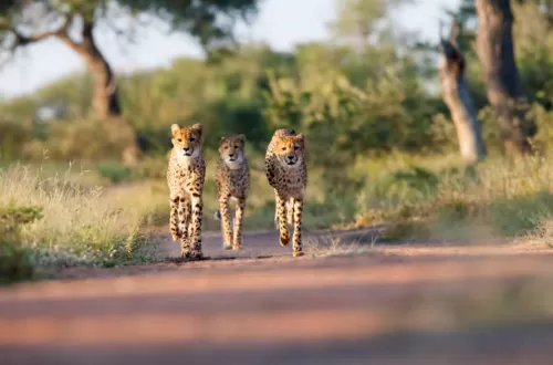 3 days Kruger safari from Johannesburg