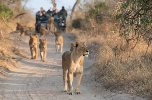Best 3 days Kruger safari tour 2024/2025