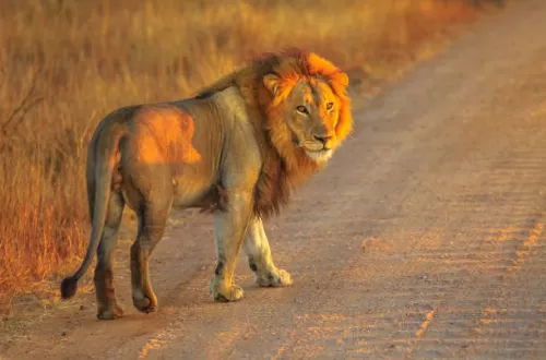 3 days South Africa safari from Johannesburg