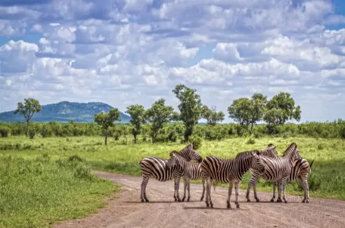 Best 3 days South Africa safari tour package 2024/2025