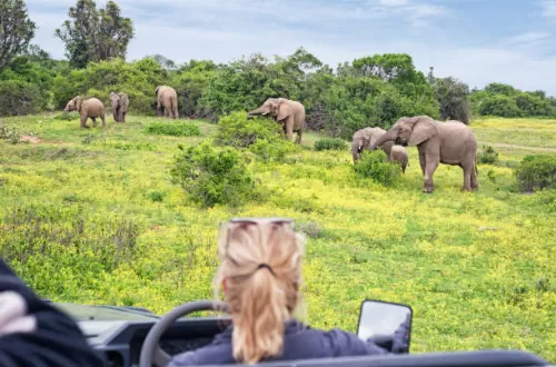 Best 5 days South Africa safari from Johannesburg 2024/2025