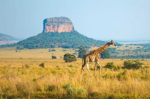 Best South Africa safari holidays Best South Africa safari holidays