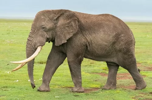 Tanzania budget safari