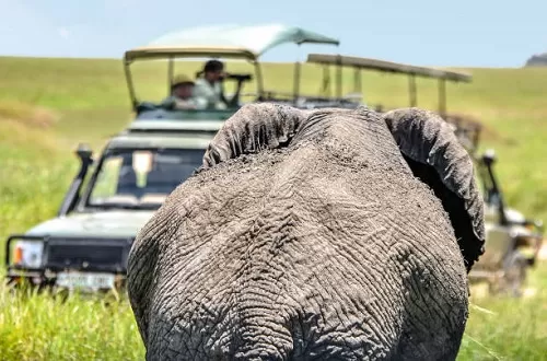 Best 3 Days Tanzania Safari Packages and Prices