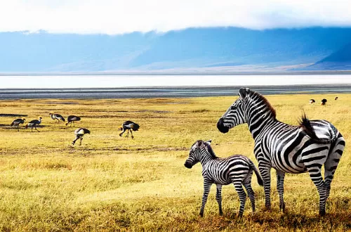 Best Tanzania safari group join in July 2025 and departure dates Best Tanzania safari group join in July 2025 and departure dates