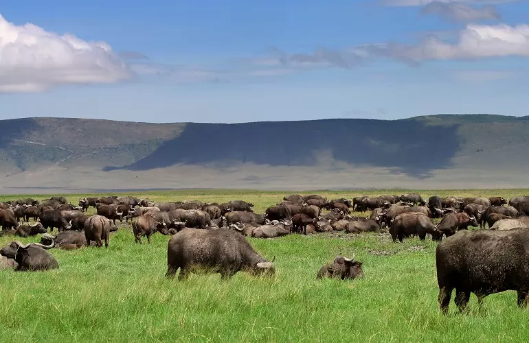 Ngorongoro Crater the world's largest unfilled caldera in 2023 and 2024