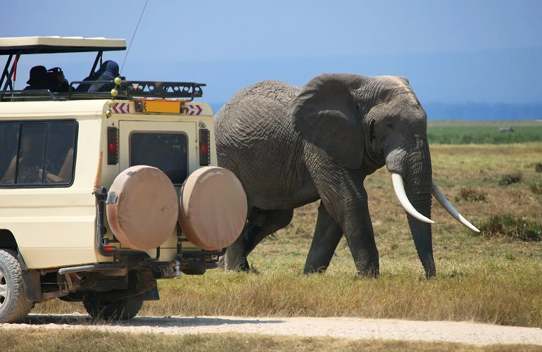 Best 5 days Tanzania safari 2023 and 2024