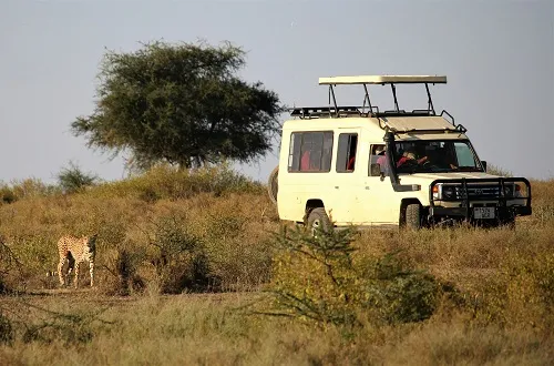 1-Day Budget Tanzania Safari – An Affordable Tour