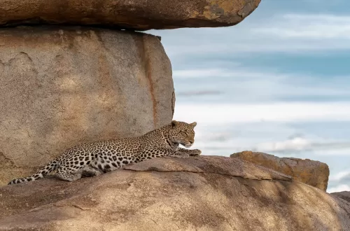 Exciting 1-Day Tanzania Big 5 Safari Deals