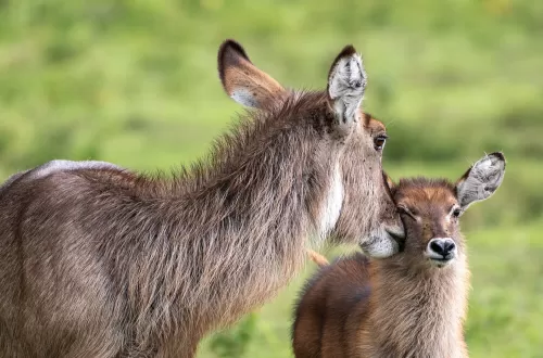 1-Day Tanzania Family Safari Tours for All Ages