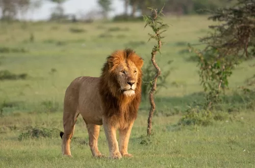 Affordable 1-Day Tanzania Group Join Safari for Shared Tours