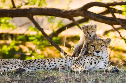 Romantic 1-Day Tanzania Honeymoon Safari