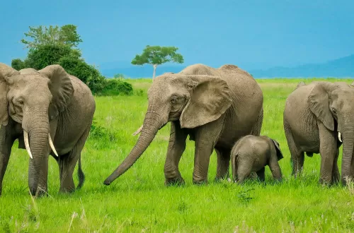 1-Day Tanzania Safari with Friends