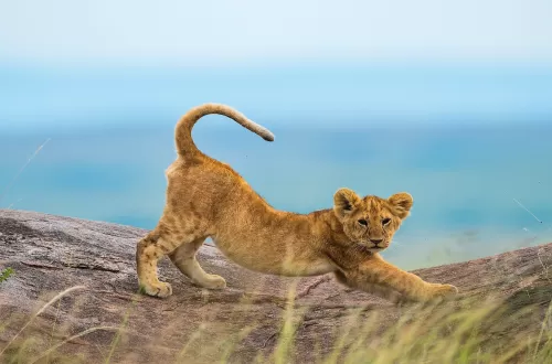 1-Day Tanzania Safari with Kids: A Perfect Children’s Tour