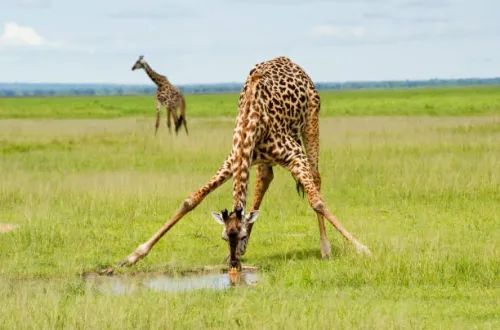 10 Days Kilimanjaro Trekking And Tanzania Wildlife Safari