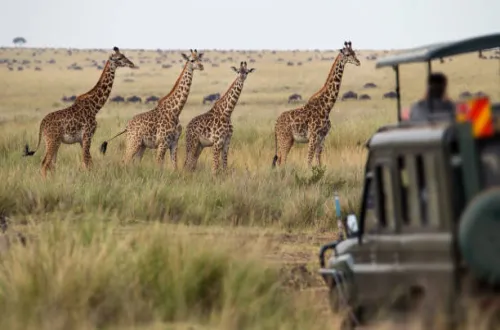 11 Days Marangu Route And Tarangire Serengeti Ngorongoro