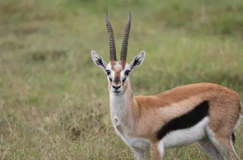11 Days Marangu Trek And Tanzania Northern Circuit Safari