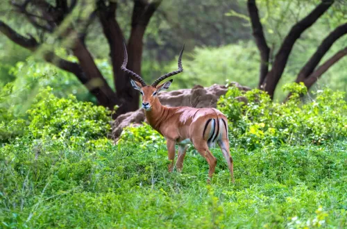 2 Days Family Safari Lake Manyara and Ngorongoro