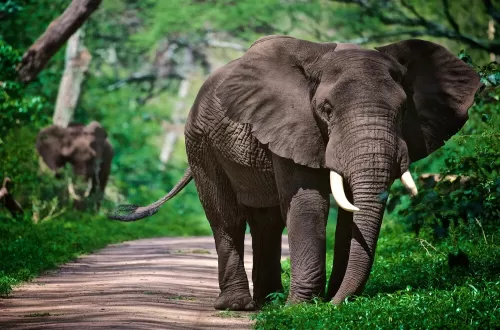 2 Days Lake Manyara and Ngorongoro Honeymoon Safari