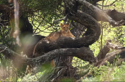 2 Days Safari with Friends Lake Manyara and Ngorongoro