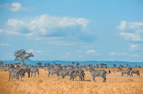 2 Days Safari with Kids Lake Manyara and Ngorongoro