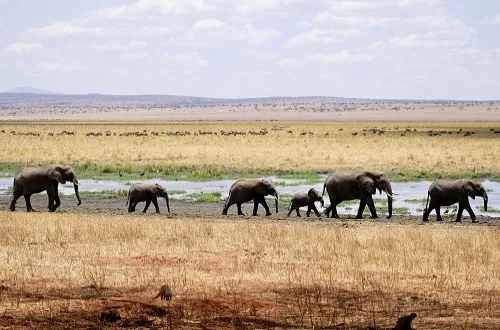 2 Days Selous Safari From Kendwa Zanzibar