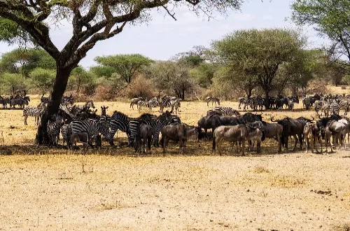 2 Days Selous Safari From Matemwe Zanzibar