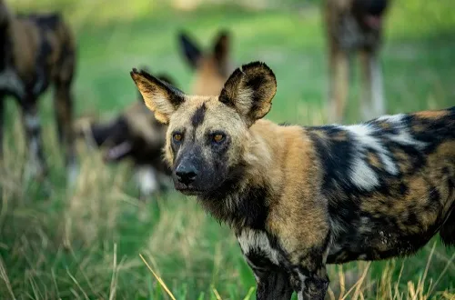 2 Days Selous Safari From Zanzibar Cost – Secure Spot Fast