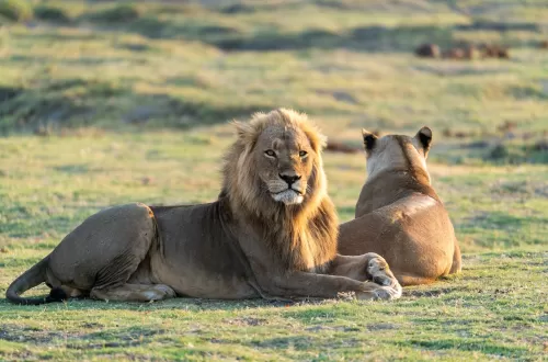 2 Days Selous Safari From Zanzibar Flight Tickets Included