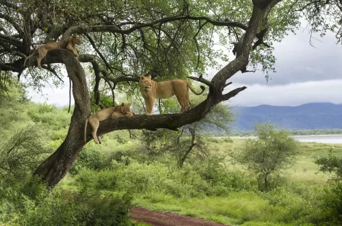 Ultimate 2 Days Tanzania Big 5 Safari Trip