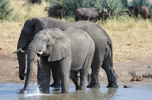 Romantic Adventure on 2 Days Tanzania Honeymoon Safari