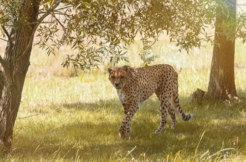 2 Days Tanzania Safari in April 2026/2027