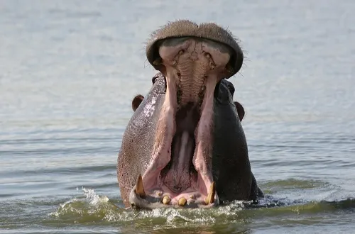 2 Days Tanzania Safari in August 2026/2027