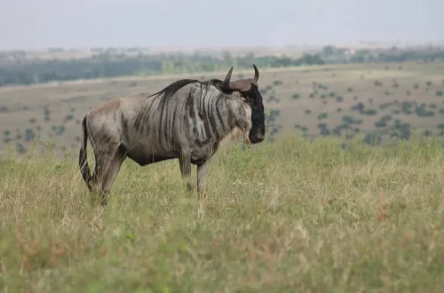 2 Days Tanzania Safari in December 2026/2027