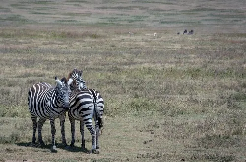 2 Days Tanzania Safari in January 2027/2028