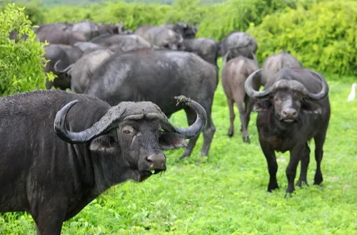 2 Days Tanzania Safari in July 2026/2027