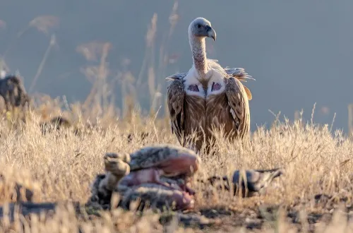 2 Days Tanzania Safari in June 2026/2027
