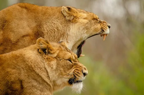 2 Days Tanzania Safari in March 2026/2027