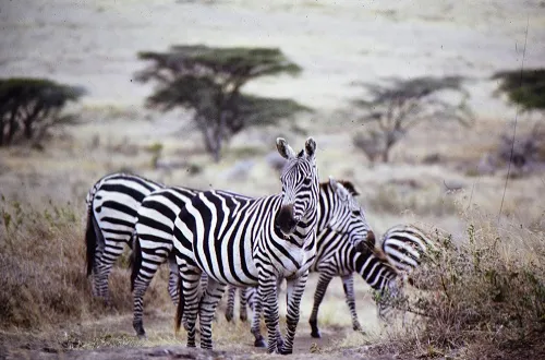 2 Days Tanzania Safari in October 2026/2027