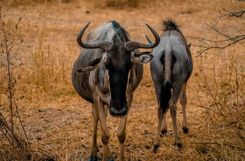 2 Days Tanzania Safari in September 2026/2027
