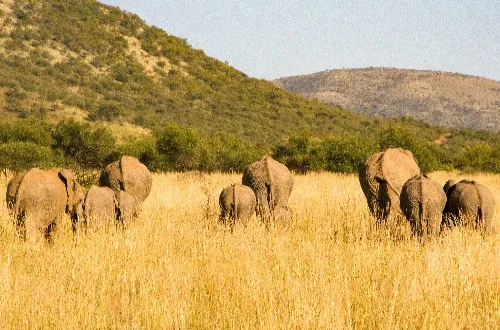 2 Days Tanzania Safari Price – Best Cost And Quick Booking