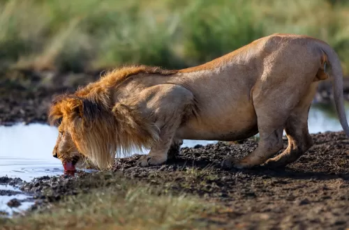 2 days Tarangire and Ngorongoro Family Safari