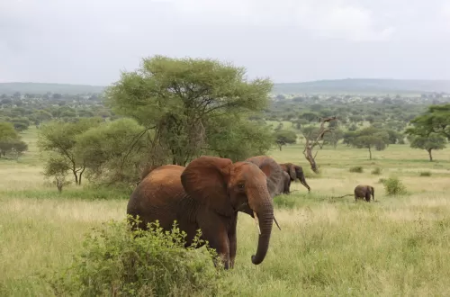 2 days Tarangire and Ngorongoro Honeymoon Safari