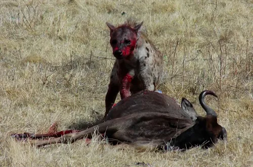 2 Days Tarangire and Ngorongoro Safari Cost