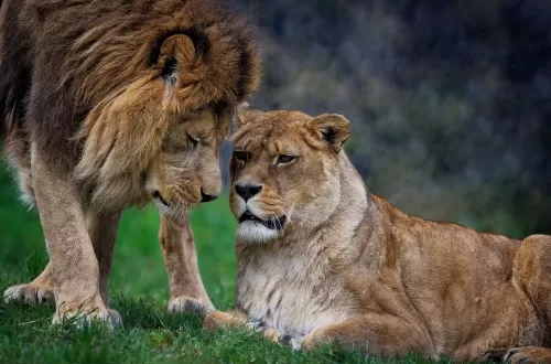 3 days Honeymoon Safari Tarangire, Ngorongoro, and Manyara