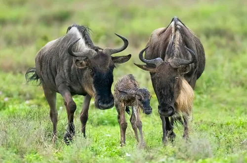 3 Days Ndutu Migration Safari Calving Season