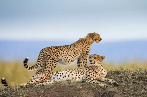 Personalized 3 Days Serengeti and Ngorongoro Private Safari