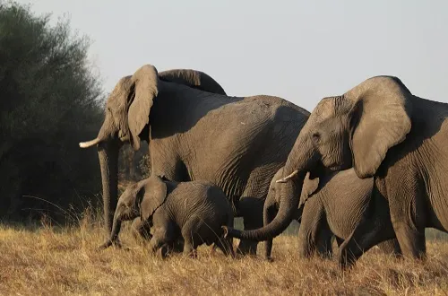 3 Days Serengeti and Ngorongoro Safari in August 2026/2027